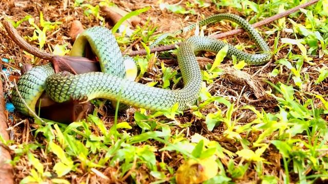 WILD TREE SNAKE IN ACTION!! смотреть онлайн