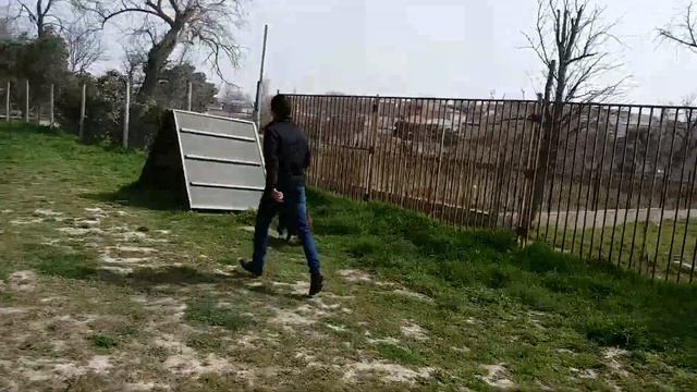 Labrador M.L Labrador retriever chocolate лабрадор ретривер шоколадный смотреть онлайн