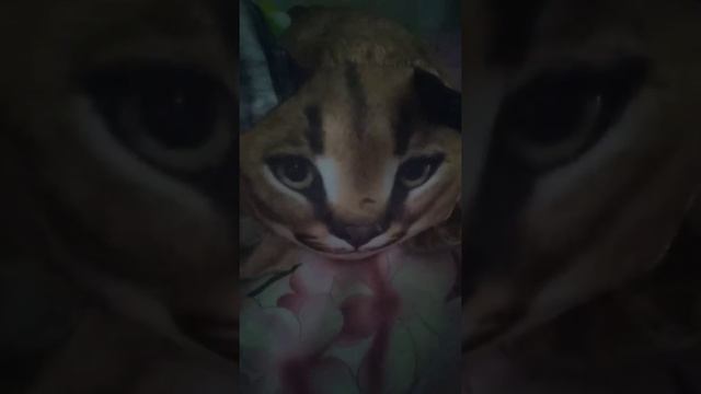 мем смотреть онлайн