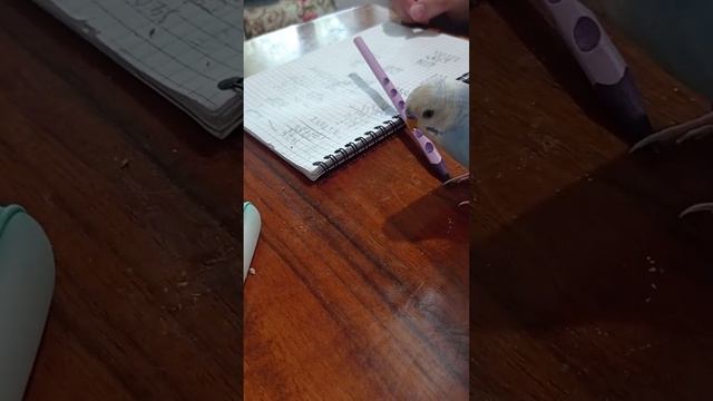 Разве это Птица? Это хулиган какой-то! 🤦♀️ Говорящий попугай Смешно смотреть онлайн