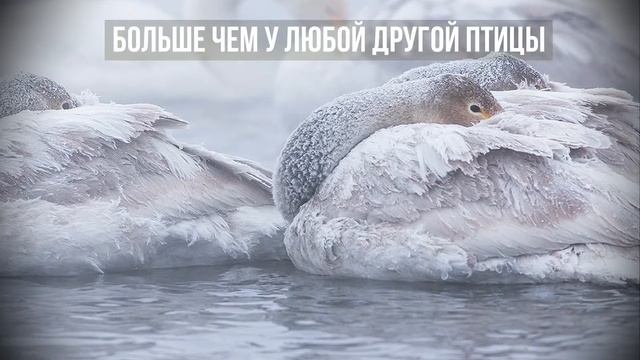 Лебединое озеро смотреть онлайн