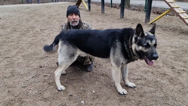 СОБАКА ГИГАНТ. Восточно-Европейская овчарки РЭЙ. Ждём щенков ВЕО. смотреть онлайн