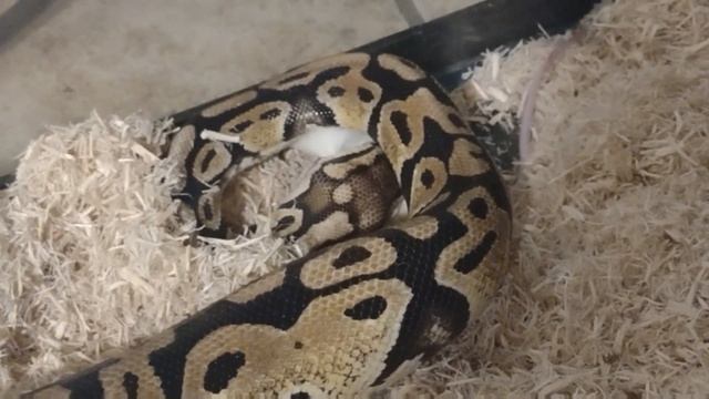 Ball Python Eats Rat Alive!⚠️WARNING⚠️ Pastel Ball Python Live Feeding #BallPython #LiveFeeding #MF смотреть онлайн