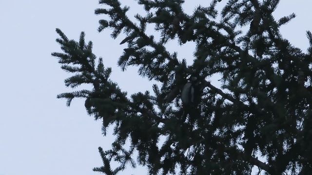 № 2083 20 03 2022 Московка, сороки, серые вороны, снегирь, большой пестрый дятел смотреть онлайн