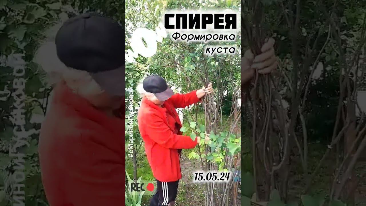 Спирея отцвела пора обрезать. Как из Куста сформировать Красивое Деревце | с Мариной Гусаковой смотреть онлайн