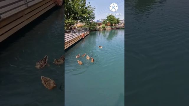 База отдыха "Главрыба" Дагестан смотреть онлайн