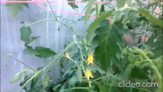 Как растет этот мега урожайный сорт смотреть онлайн