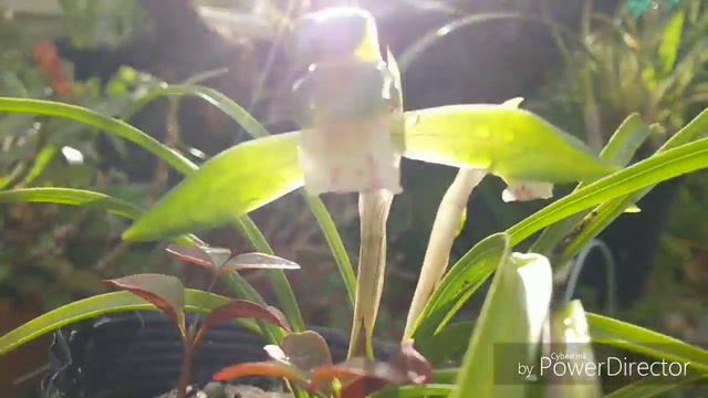 Cymbidium goeringii что же расцвело! смотреть онлайн