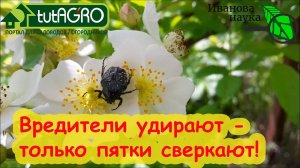 СПАСЕНИЕ ЗЕМЛЯНИКИ ОТ ДОЛГОНОСИКА и МОХНАТОЙ ОЛЕНКИ! Брызгайте прямо по цветкам! Дешевое средство!