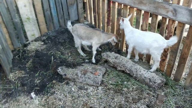 Жизнь в деревне. Покос. Новый загон для козла. смотреть онлайн