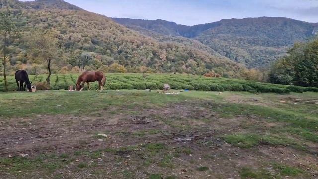 Сочи. Озеро Калиновое. смотреть онлайн