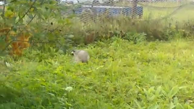 Барсук в Ижевске.3gp смотреть онлайн