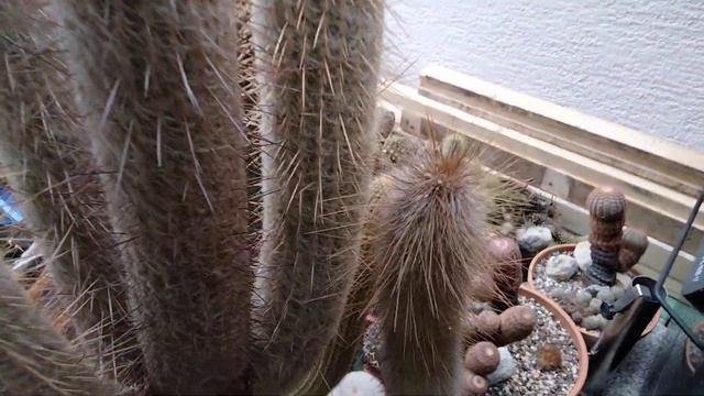 Миллион кактусов в подарок.Расставляю новичков.Нектар у ферокактусов. смотреть онлайн