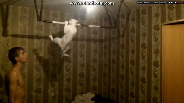 Кот спортсмен смотреть онлайн