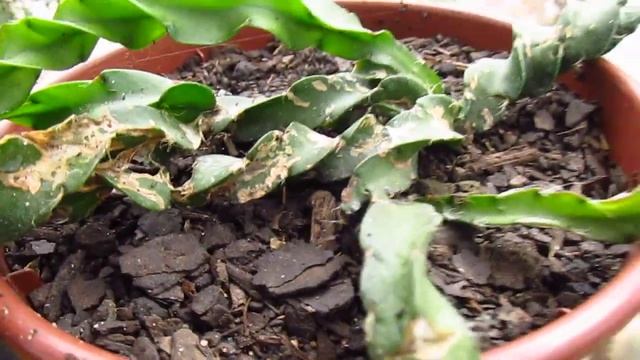 CACTOPARAFUSO PENDENTE (Rhipsalis Lepismium Cruciforme Spiralis) смотреть онлайн