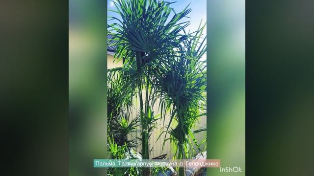 Пальмы Трахикарпус Форчуна в Геленджике смотреть онлайн
