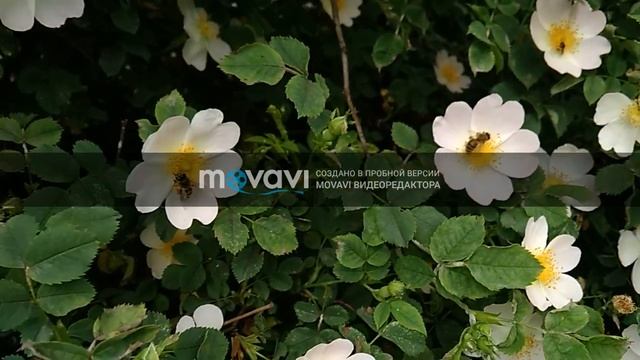 МЕДОНОСЫ СТЕПЕЙ: шиповник. дикая роза. 29\05\20 + АКАЦИЯ. смотреть онлайн