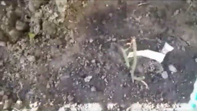 355.#Мой сад в октябре?Готовлю розы к зиме?Пригибаю плетистые розы Эльф,Вестерленд,Салиту???. смотреть онлайн