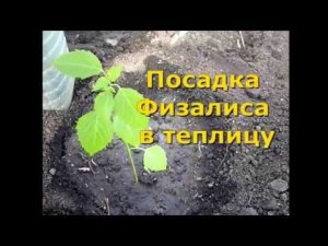 ФИЗАЛИС - посадка и уход. выращивание физалиса в теплице. Как правильно сажать физалис. видео 16г БМ