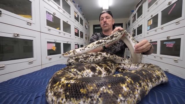 Do All Reticulated Pythons Grow 20ft long? Giant Snakes and more critters. смотреть онлайн