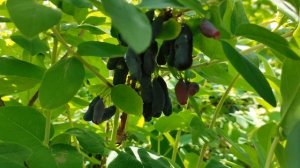 Всё о жимолости: как вырастить эту ягоду и чем она полезна