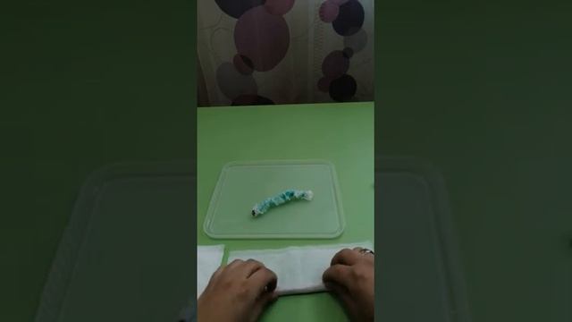 Воспитатель Галиахметова Алина Эдуардовна - Эксперимент "Весёлая гусеница" смотреть онлайн