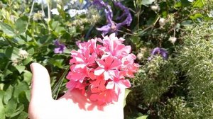 Флокс Клеопатра