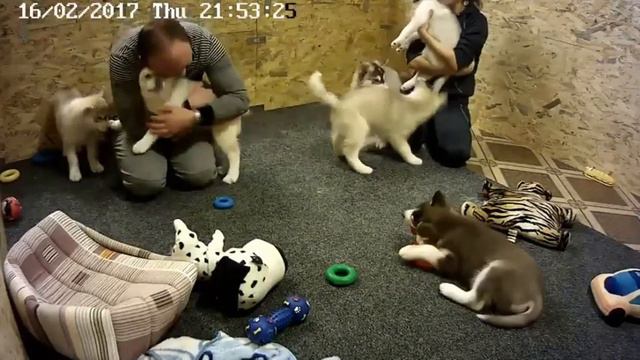 Банда хасят-карманников поймана с поличным смотреть онлайн