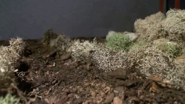 The DOOMWHEEL is coming for you! смотреть онлайн