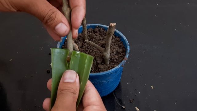 How to grow Java plum/ Black plum/ Jamun tree from cutting смотреть онлайн