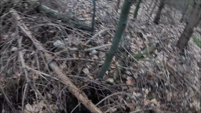 PILZE SAMMELN - Tolle Funde im Herbstwald 2019 смотреть онлайн
