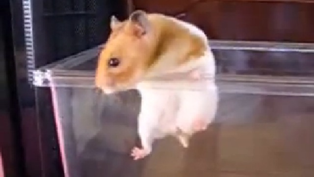Умный хомяк смотреть онлайн
