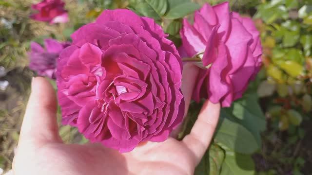 Розы - первогодки из питомника "Розы Вдохновения" ч.3 смотреть онлайн