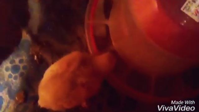 Бабушкины цыпки! :3 :3 :3 смотреть онлайн