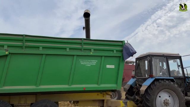 Уборка озимой пшеницы 2022, Зерновые, д. Свистягино, ООО «Родина», г/о Воскресенск, Московская о смотреть онлайн