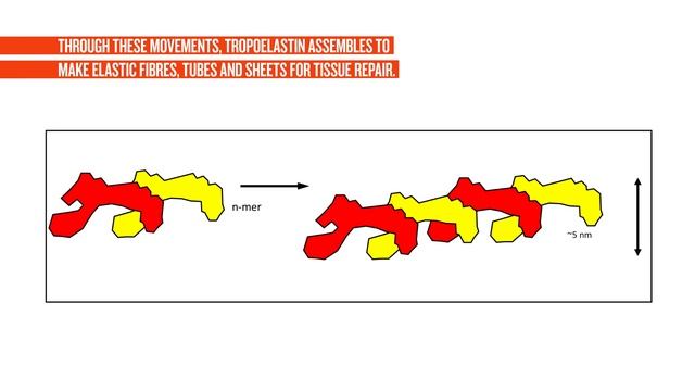Uncovering secrets of elastin’s flexibility during assembly смотреть онлайн