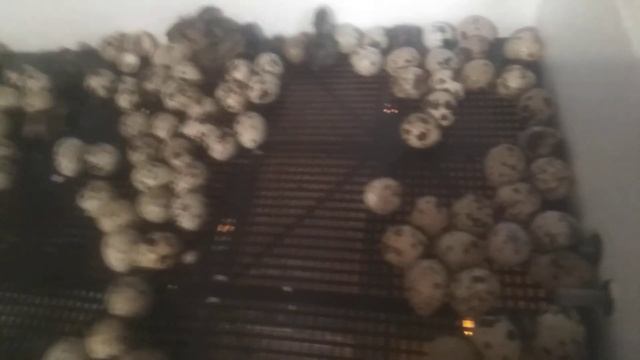 Брудер из пенополистерола.Мой первый брудер