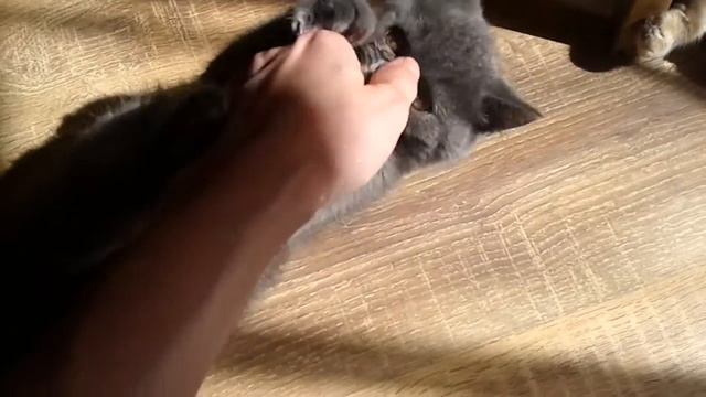 Шотландский котенок голубого окраса смотреть онлайн