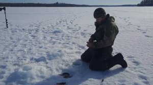 ЛОВЛЯ ОКУНЯ ЗИМОЙ НА БЛЕСНУ,  В НАЧАЛЕ МАРТА!!