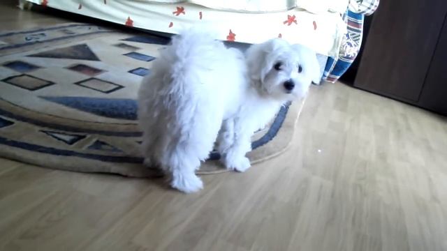 Bichon Havanese смотреть онлайн