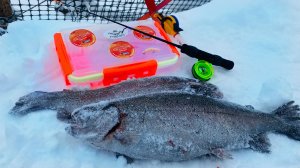 ФОРЕЛЬ ЛЮБИТ РОЗОВЫЙ Ловля форели зимой на резину Подводная сьемка