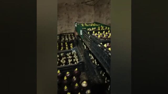 Гиацинт выгонка на 8 марта часть 2 смотреть онлайн