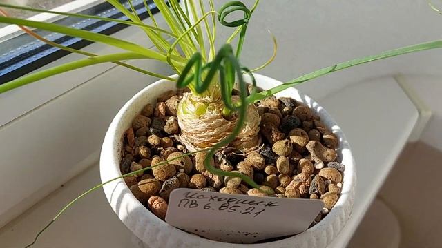 И это все альбука?! Просто трава! Разнообразные формы луковиц и листьев альбуки спиралис смотреть онлайн