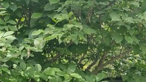 Венгерская сирень для Сибири.