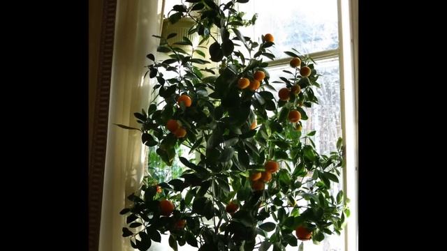 Мандарины на дереве к Новому году смотреть онлайн