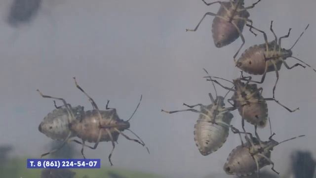 Продолжается борьба с мраморным клопом