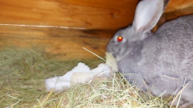 когда будут крольчата? почему не снимаю кроликов? смотреть онлайн