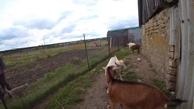 В ГОСТИ приехала Фрося Хорошая ВЕЩИЦА за РУБЛЬ 48 смотреть онлайн