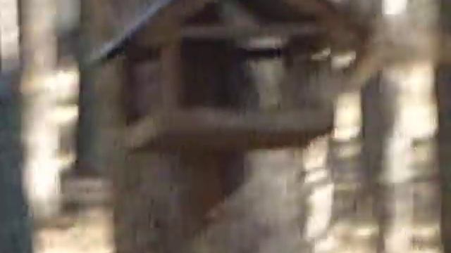 P1260919 Воронежская белка,проживает на Проспекте Патриотов,болеет такими-же болячками,как и челове смотреть онлайн
