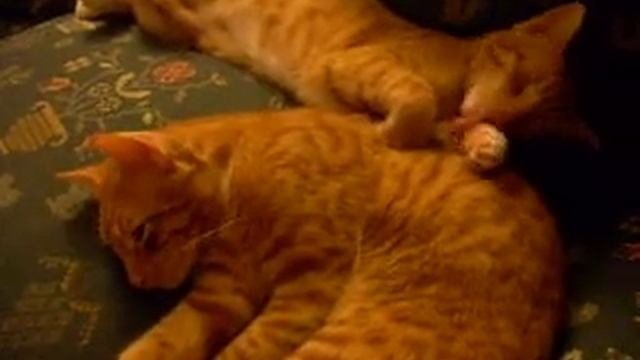 George and Dora- two cute kittens смотреть онлайн
